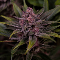 Big  Head  Cannabis  Seeds  Trailblazer  Line  Biscotti