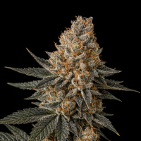 Big  Head  Cannabis  Seeds  Trailblazer  Line  Jelly  Breath