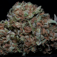 Big  Head  Cannabis  Seeds  Trailblazer  Line  Zkittles