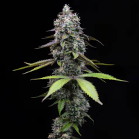 Big  Head  Cannabis  Seeds  Trailblazer  Line  Zoap