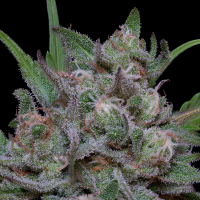 Big  Head  Cannabis  Seeds  Trippy  Sherbet  Punch  Auto