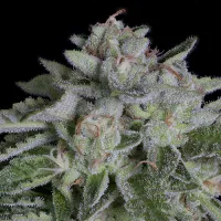 Big  Head  Cannabis  Seeds  Watermelon  Zkittelz