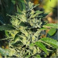 Big  Head  Cannabis  Seeds  White  Fire  Og  Kush