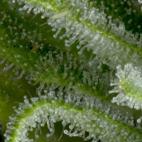 Bighead Cannabis Seeds Auto Gelato