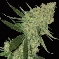 Bighead  Cannabis  Seeds  Big  Stilton  Auto