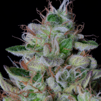 Bighead  Cannabis  Seeds  Dos  Gelato