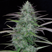 Bighead  Cannabis  Seeds  Gorilla  Cookies