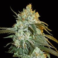 Bighead  Cannabis  Seeds  Head  Stash  Auto