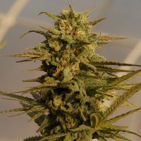 Bighead  Cannabis  Seeds  Julie  S  Cookies  Auto