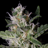 Bighead  Cannabis  Seeds  Platinum  Cookies