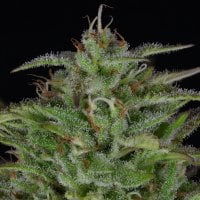Bighead  Cannabis  Seeds  Sherbert  Dab