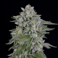Bighead  Cannabis  Seeds  Skywalka  Cookies