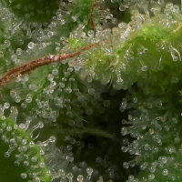 Bighead  Cannabis  Seeds  Strawberry  Banana