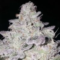Black  Farm  Genetix  Cannabis  Seeds  Acai  Bananas