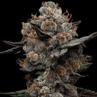 Black  Farm  Genetix  Cannabis  Seeds  Frosted  Acai