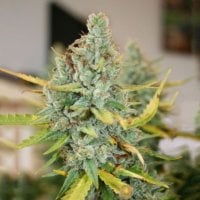 Black  Farm  Genetix  Cannabis  Seeds  Glueberry
