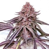 Black  Farm  Genetix  Cannabis  Seeds  Ipanema