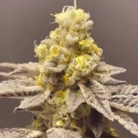 Black Farm Genetix Cannabis Seeds Venice Kush Cake