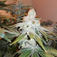 Black Farm Genetix Cannabis Seeds Wasabi