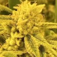 Black  Farm  Genetix  Cannabis  Seeds  Zkittles  Divorce