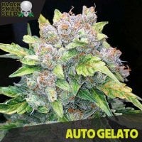 Black  Skull  Cannabis  Seeds  Auto  Gelato