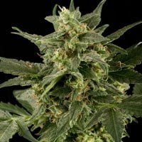 Black  Skull  Cannabis  Seeds  Auto  Pineapple  Gum