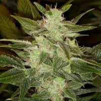 Black  Skull  Cannabis  Seeds  Auto  Speed  Haze