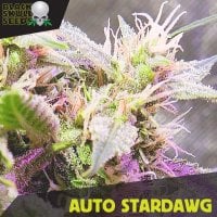 Black  Skull  Cannabis  Seeds  Auto  Stardawg