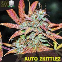 Black  Skull  Cannabis  Seeds  Auto  Zkittlez
