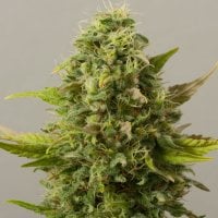 Black  Skull  Cannabis  Seeds  Critical  Ryder