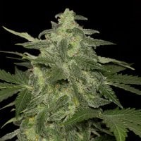 Black  Skull  Cannabis  Seeds  Diesel  Matic