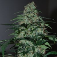 Black  Skull  Cannabis  Seeds  Five  O