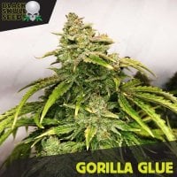 Black  Skull  Cannabis  Seeds  Gorilla  Glue