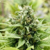 Black  Skull  Cannabis  Seeds  Jack  Matic