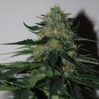 Black Skull Cannabis Seeds Pineapple Gum