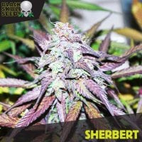 Black  Skull  Cannabis  Seeds  Sherbet