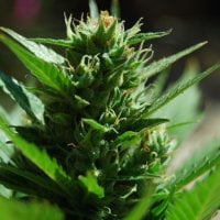 Black Skull Cannabis Seeds Skull Ryder