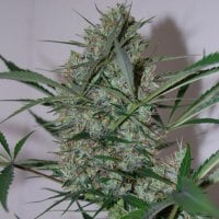Black Skull Cannabis Seeds Speed Haze
