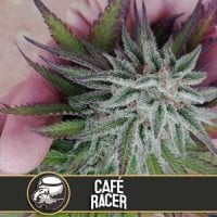 Blim Burn Cannabis Seeds Caf Racer