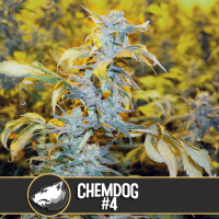 Blim  Burn  Cannabis  Seeds  Chemdog 4