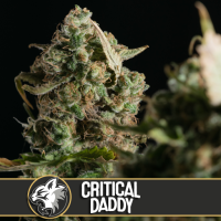 Blim  Burn  Cannabis  Seeds  Critical  Daddy  Purple