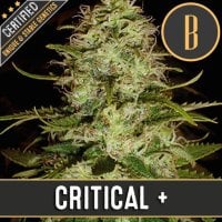 Blim  Burn  Cannabis  Seeds  Critical