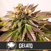 Blim  Burn  Cannabis  Seeds  Gelato