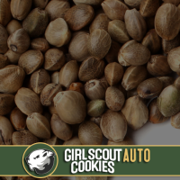 Blim  Burn  Cannabis  Seeds  Girl  Scout  Cookies  Auto