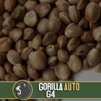 Blim  Burn  Cannabis  Seeds  Gorilla  G4  Auto
