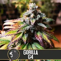 Blim  Burn  Cannabis  Seeds  Gorilla  G4