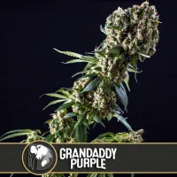 Blim  Burn  Cannabis  Seeds  Grandaddy  Purple