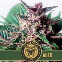 Blim  Burn  Cannabis  Seeds  Grizzly  Purple  Auto