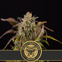 Blim  Burn  Cannabis  Seeds  Grizzly  Purple  Kush