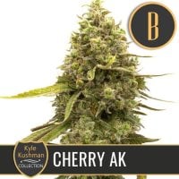 Blim  Burn  Cannabis  Seeds  Kyle  S  Cherry  Ak